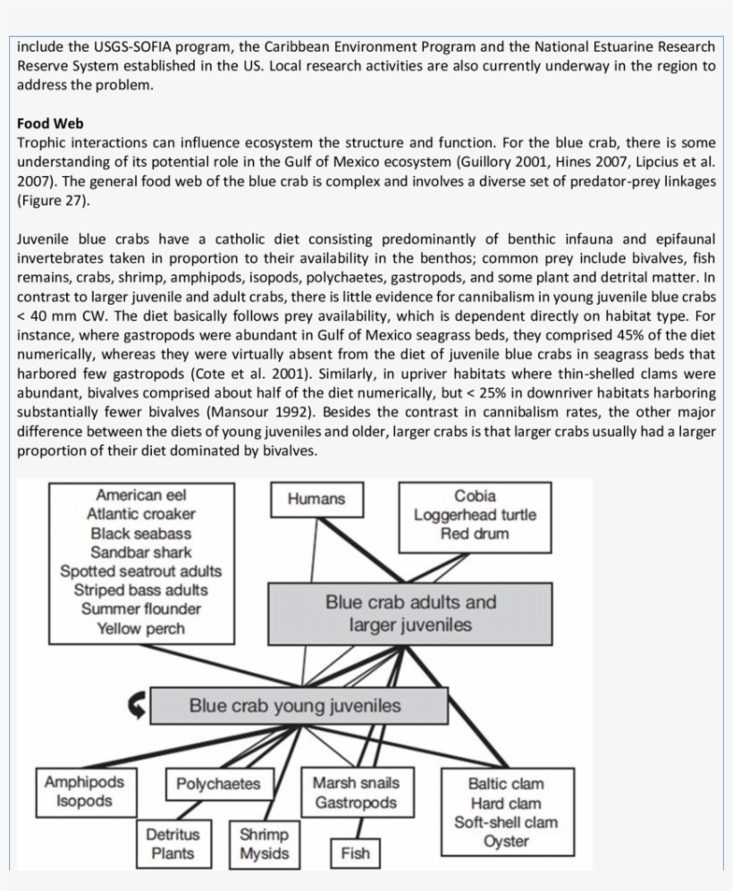 Food Web Of The Blue Crab, Illustrating Only Those - Crab, transparent png