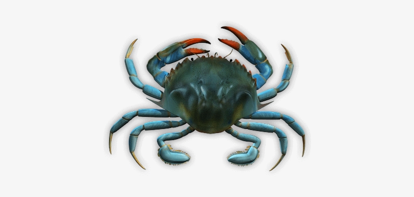 Blue Crab - Blaukrabbe, transparent png