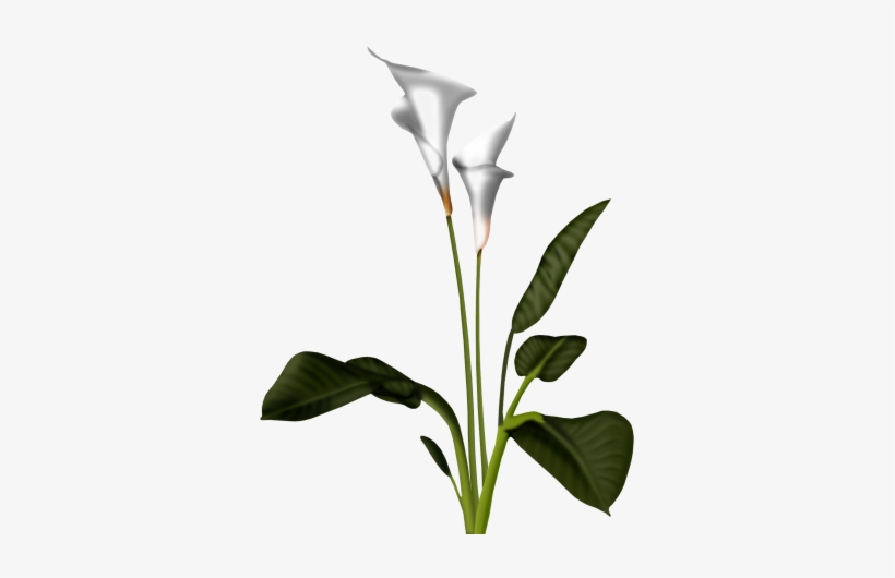 Calla Lily Clipart Transparent - Calla Flower Png, transparent png