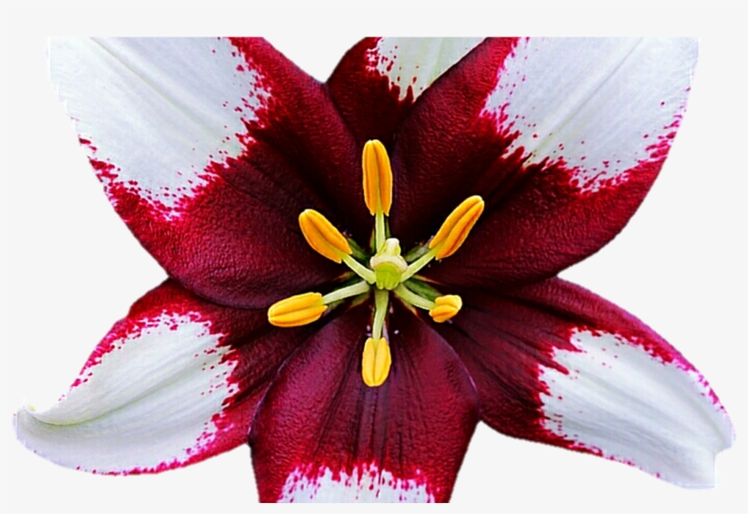 Burgundy White Lily By Jeanicebartzen27 On Deviantart - Lily, transparent png
