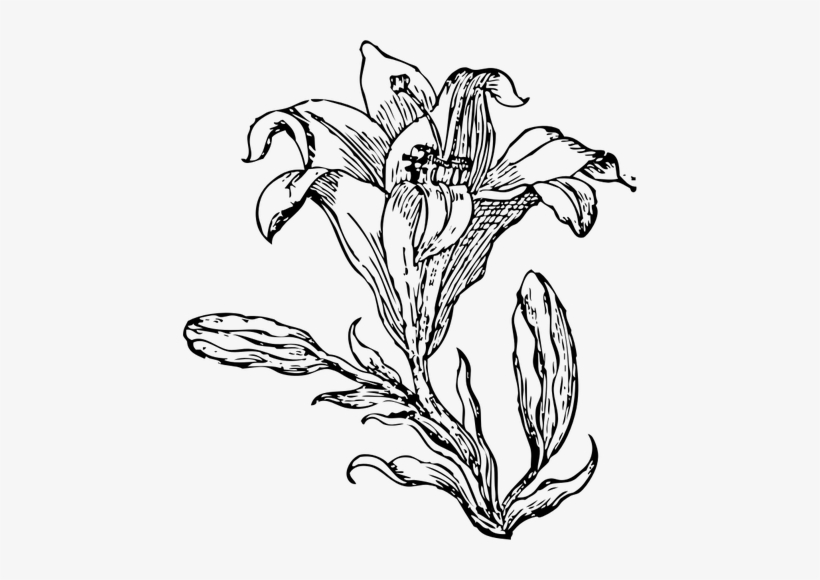 White Lily Flower Drawing At Getdrawings - Flower Line Art Png, transparent png
