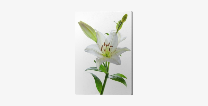 Go To Image - Flowering Plant Lily, transparent png