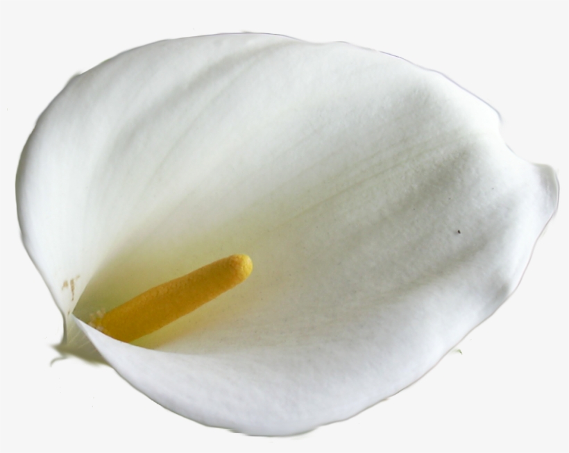 Calla Lily Image - Clip Art, transparent png