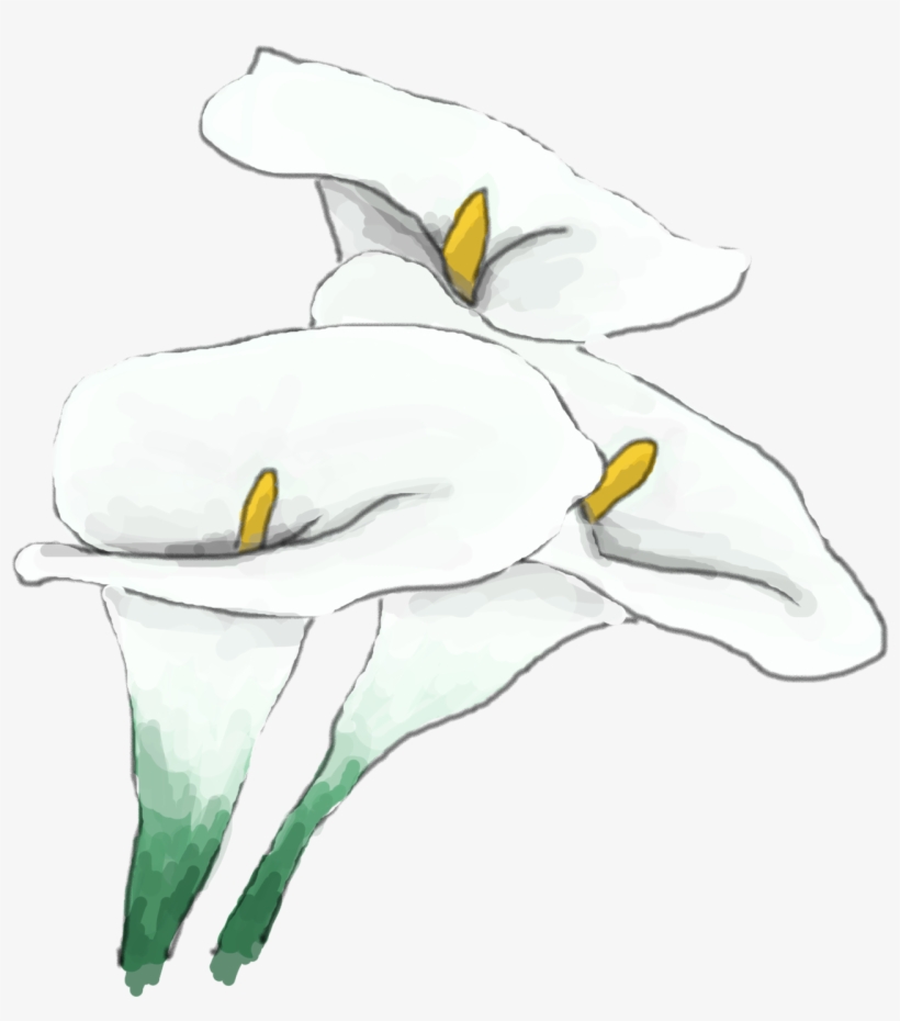 Whitelily - Lily, transparent png