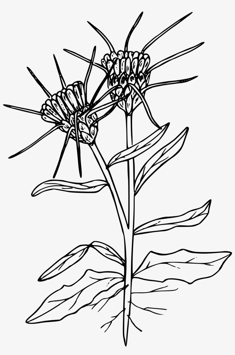 This Free Icons Png Design Of Yellow Star Thistle, transparent png