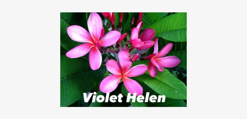 Helen, transparent png