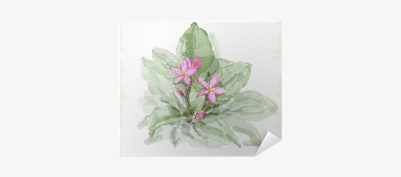 Frangipani Flower - Evsimo Dekoratif Yastık 40x40 Cm - (452-13079), transparent png
