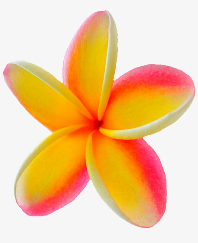 Bright And Beautiful Plumeria By Jeanicebartzen27 On - Png Plumeria, transparent png