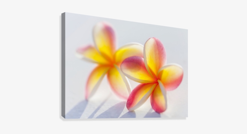 A Pair Of Beautiful Yellow And Pink Plumeria Flowers - Pink Plumeria, transparent png