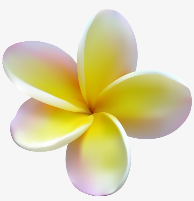 Plumeria - Frangipani, transparent png