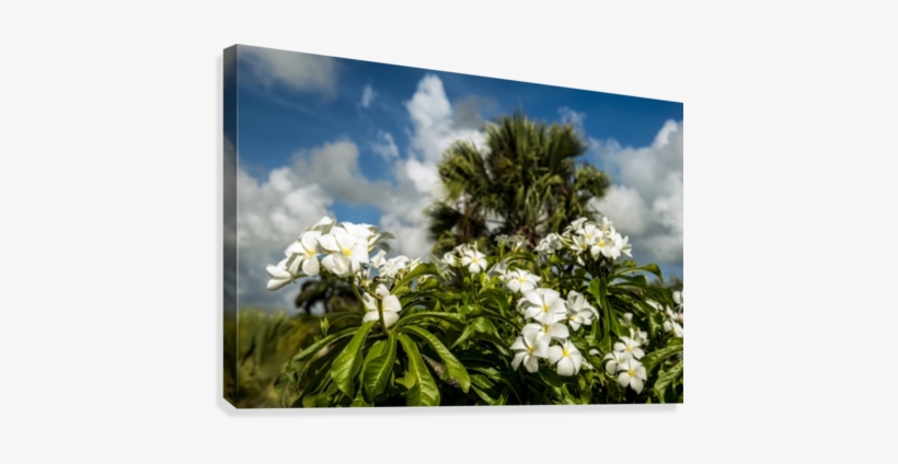 Frangipani , Hawaiian Lei Flower - Supplier Generic Frangipani (plumeria Rubra) Hawaiian, transparent png