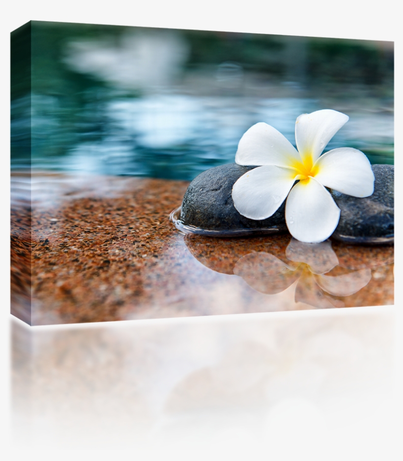 Plumeria Stones - Frangipani, transparent png