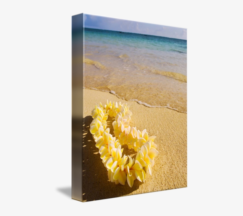 On The Seashore By Tomas Del Amo - Hiv マリコの場合 [book], transparent png