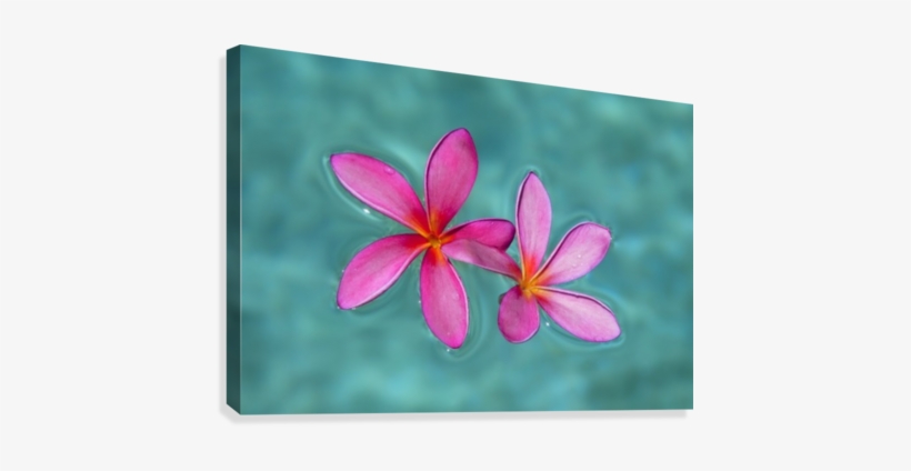 Close-up Of Pink Plumeria Flowers In Water - Close-up Of Pink Plumeria Flowers In Water; Maui, Hawaii,, transparent png