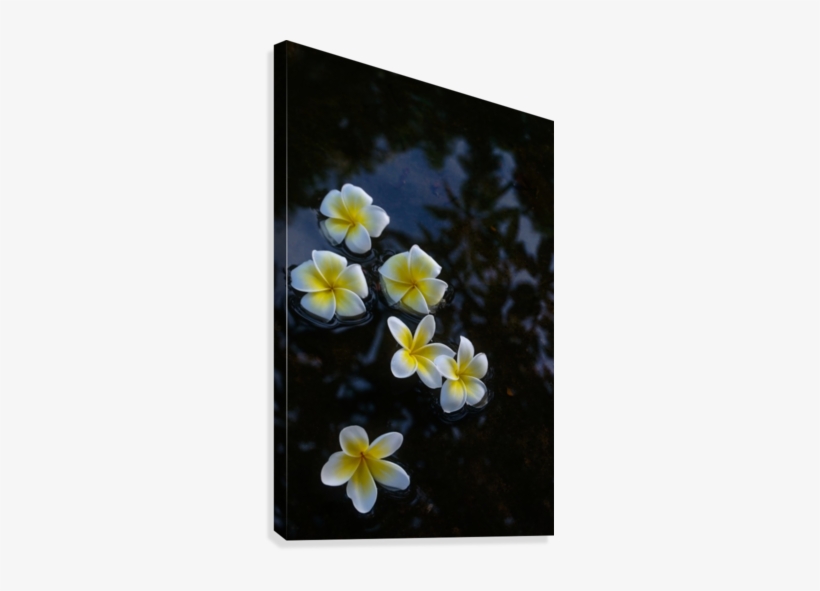 Plumeria In Pond Canvas Print - Frangipani, transparent png