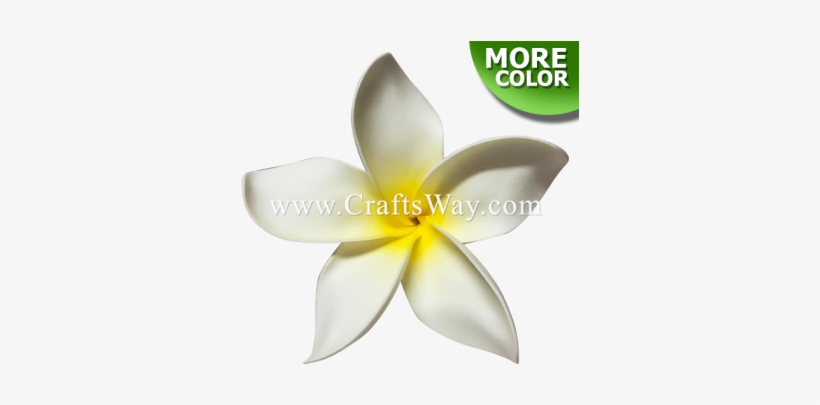 Plumeria Type Ou - Frangipani, transparent png