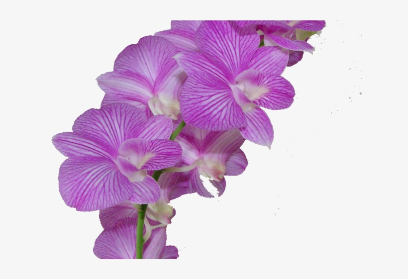 Plumeria Clipart Purple - Flor Morado, transparent png