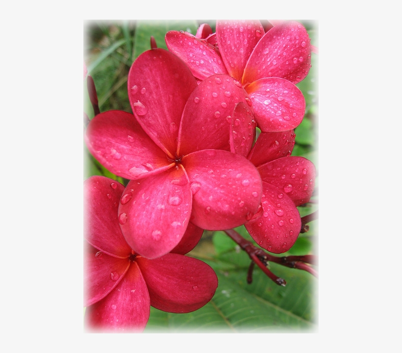 Pause - Frangipani, transparent png