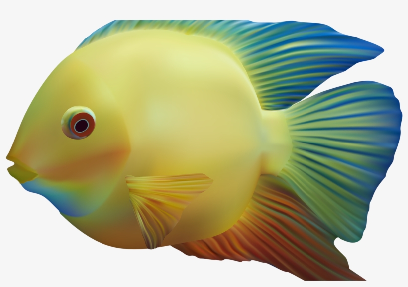 Exotic Fish Png Clipart Best Web Clipart - Fish, transparent png