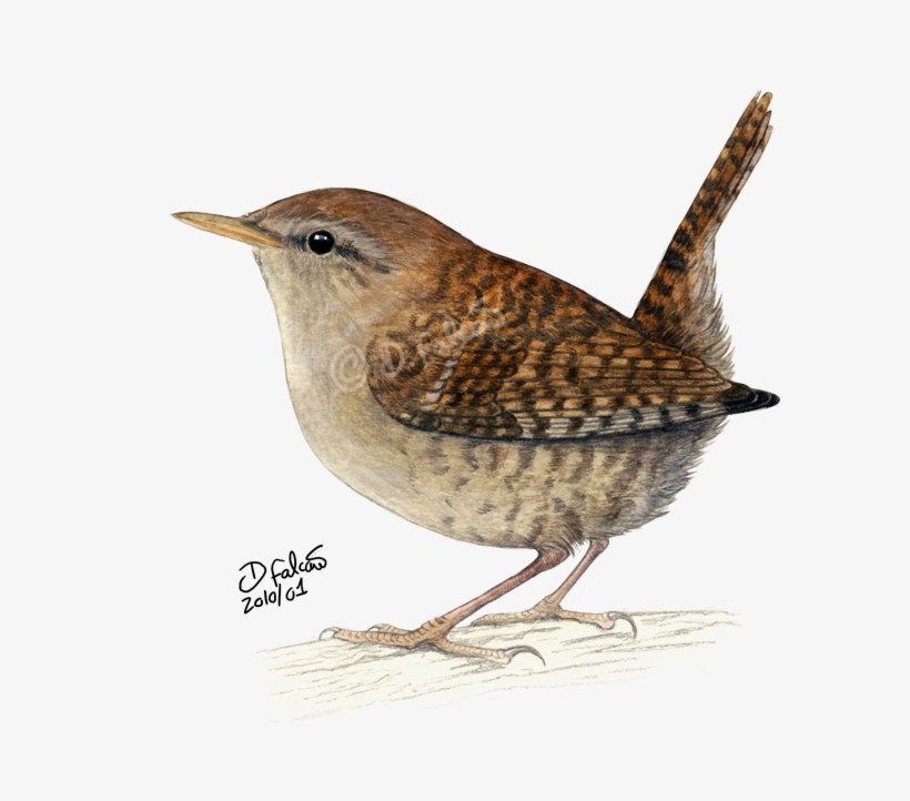 Carolina Wren Drawing - Drawing Of A Wren, transparent png