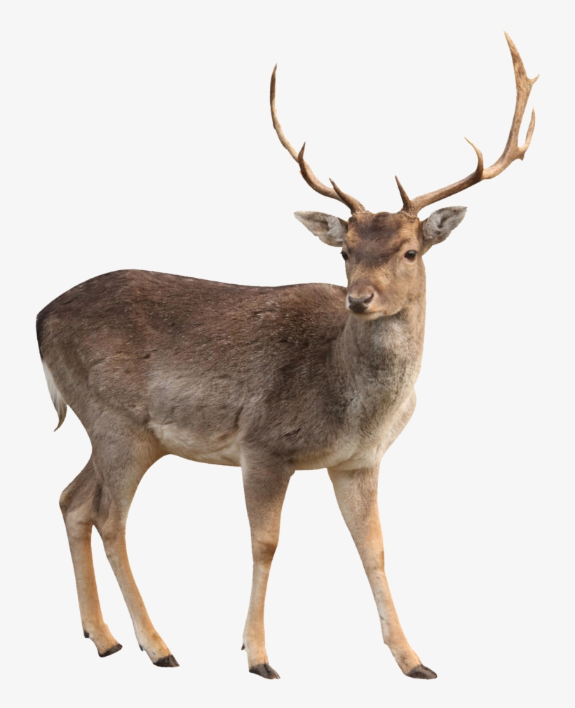 Brown Deer Standing Png Image - Deer Png, transparent png
