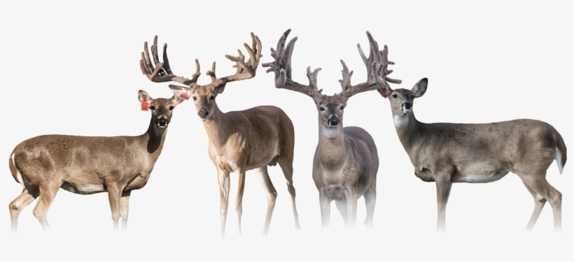 Our Number One Goal At Pinnacle Whitetails Is To Take - Elk, transparent png