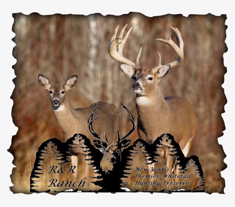 R&r Ranch Whitetail Deer Outfitter - Deer Background, transparent png