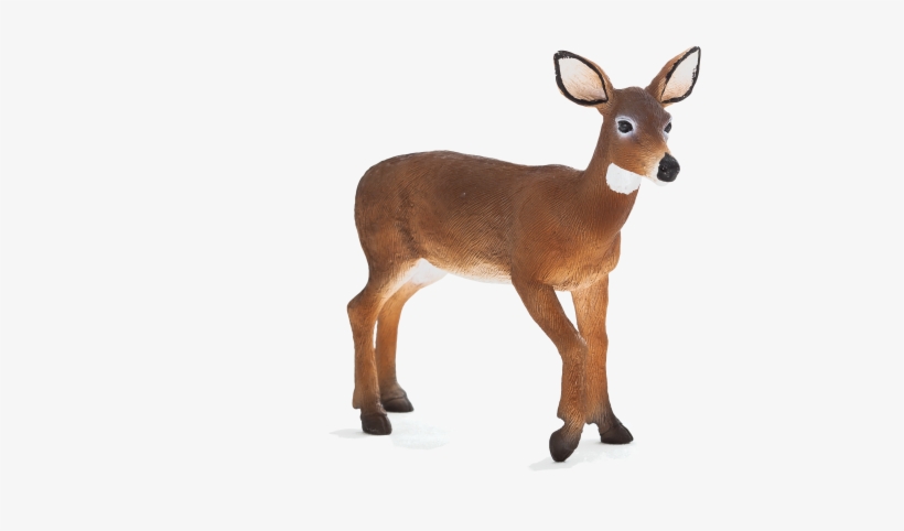 White Tailed Deer Doe - Animal Planet White Tailed Deer Doe, transparent png
