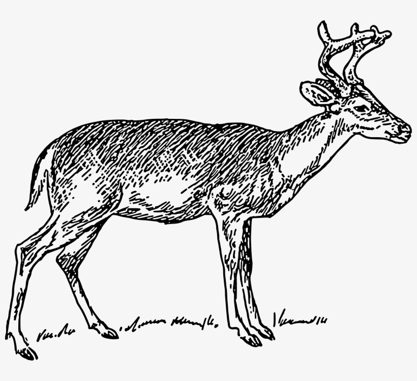 White Tailed Deer Clipart Whitetail Deer - Deer Clip Art Black And White, transparent png