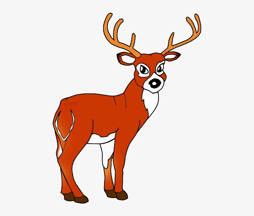 White Tailed Deer - Red Deer Clipart, transparent png