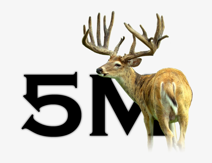 5m Deer For Sale3 - Deer, transparent png