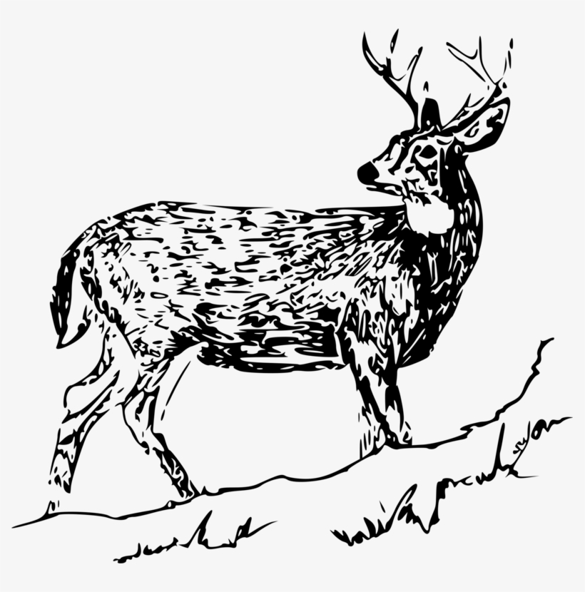 The White-tailed Deer Roe Deer - White Tailed Deer Clip Art, transparent png