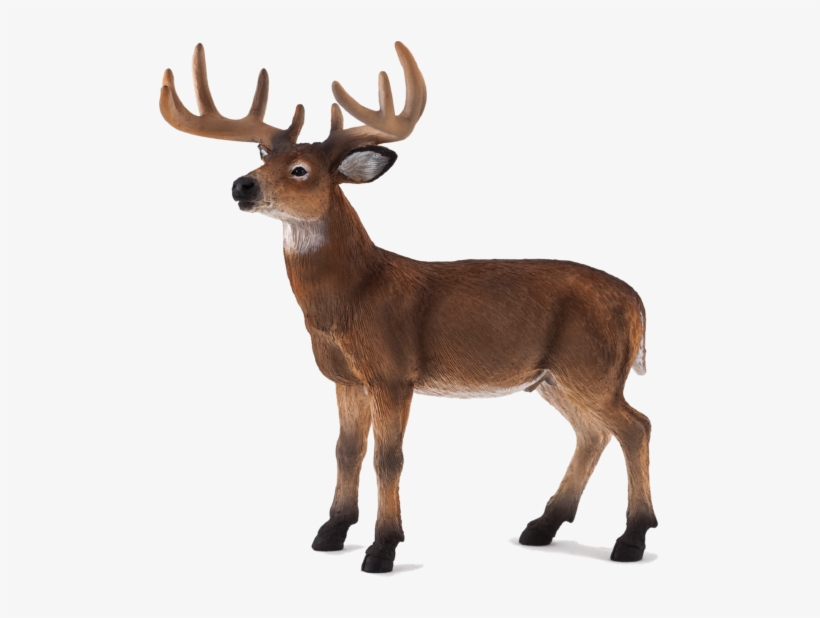 White Tailed Deer Buck - Animal Planet: White Tailed Deer Stag, transparent png
