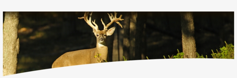 View Our Whitetail Photo Gallery - Reindeer, transparent png