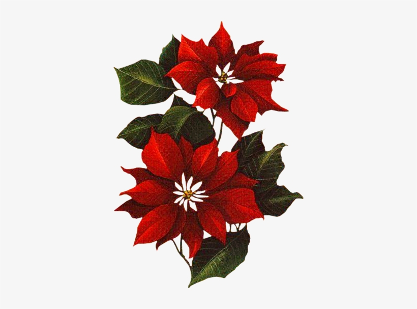 Christmas Pipes / Victorian Plus - Flor Navideñas Pintadas En Telas, transparent png