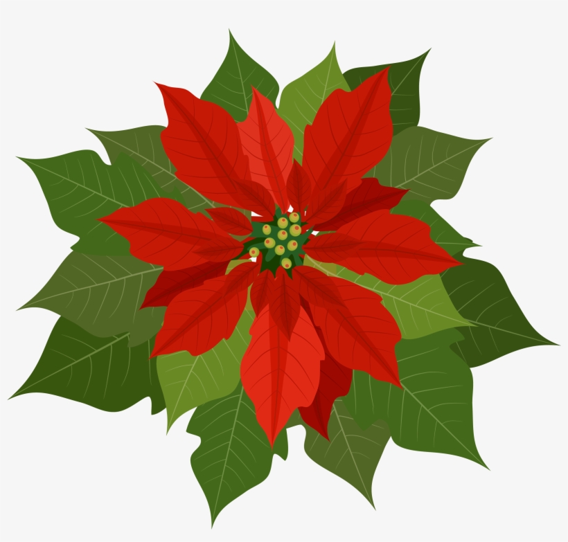 Free Poinsettia Clipart - Poinsettia Clipart Png, transparent png