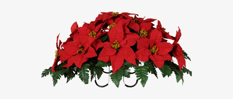Clipart Resolution 533*533 - Christmas Poinsettias Images Png, transparent png