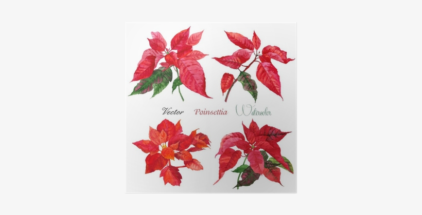 Set Of Poinsettia Flowers - Talking Tables Botanical Poinsettia Napkins, transparent png
