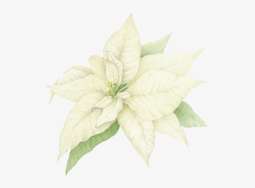 Share This Image - White Poinsettia Clip Art, transparent png
