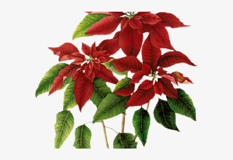 Poinsettia Clipart Flowering Plant - Poinsettia, transparent png