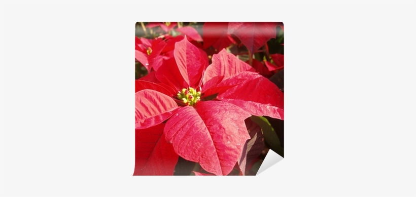 Poinsettia, transparent png