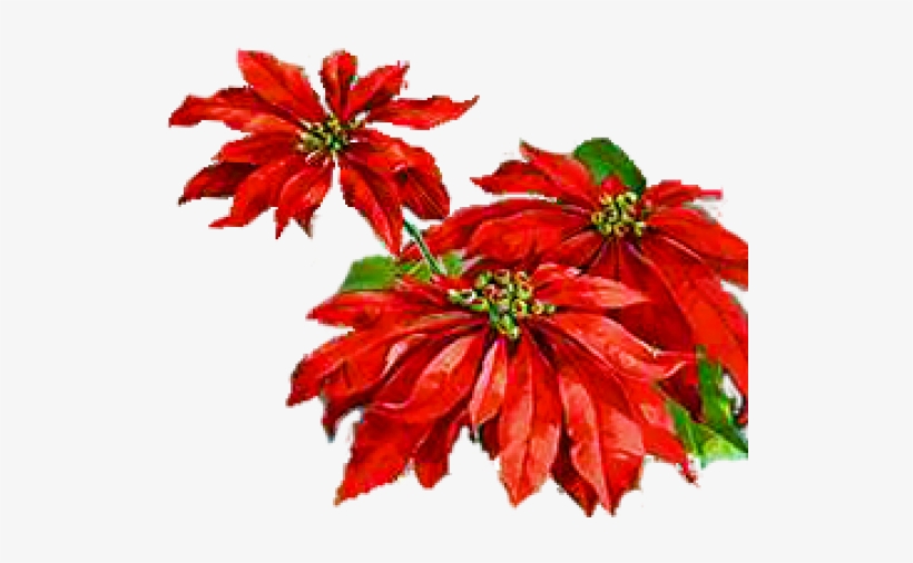 Poinsettia, transparent png