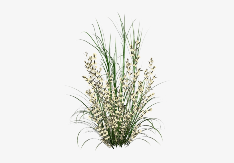 Herbe Tree Psd, Tree Photoshop, Garden Trees, Trees - Herbe Photoshop Png, transparent png