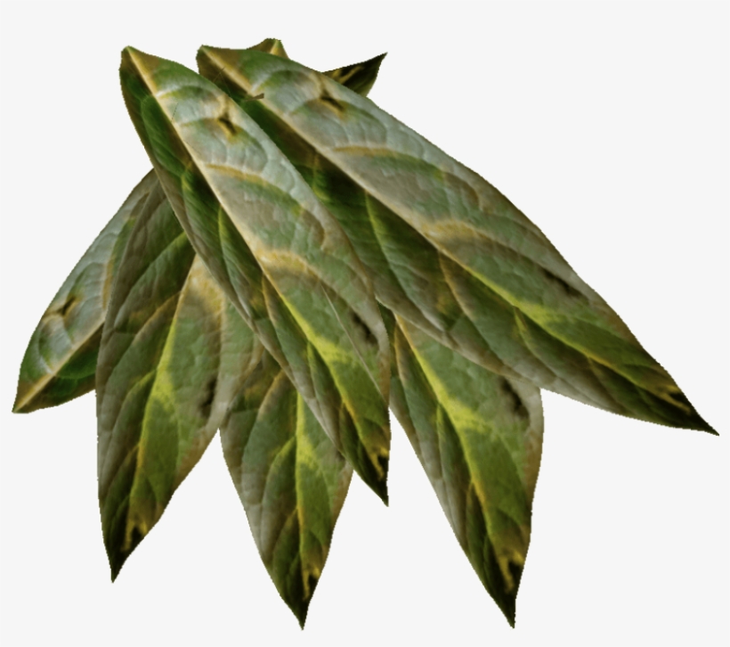 Coyote Tobacco Chew - Tobacco Png, transparent png