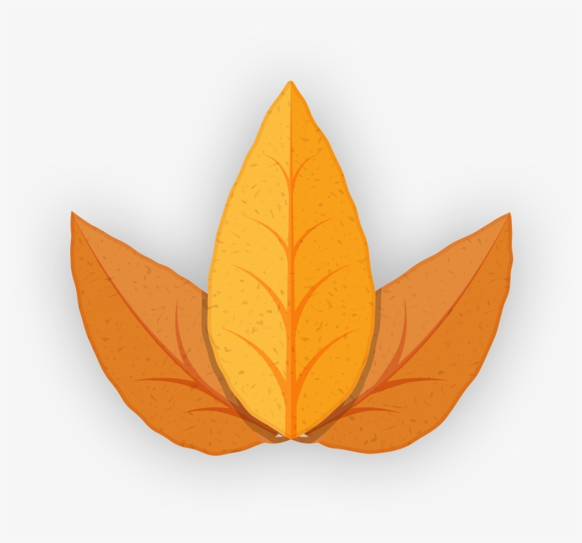 Tobacco Leaf 2 - Illustration, transparent png