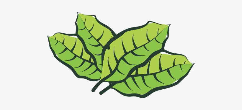 Leaf, transparent png