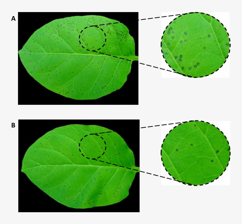 Effect Of Algae Extracts On The Infection Symptoms - Mask, transparent png