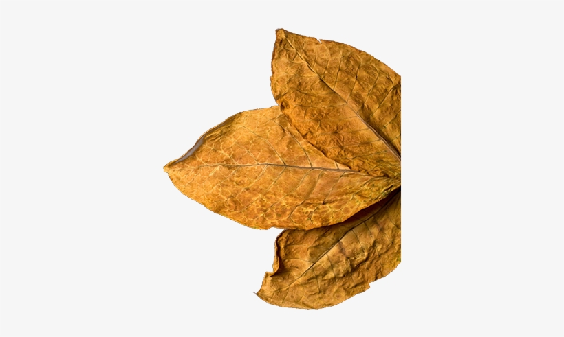 Quality Tobacco Absolute - Sisters Of Thistle [book], transparent png