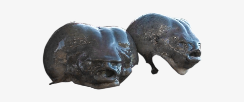 Devil's Spawn Blobfish Heads - Blobfish, transparent png