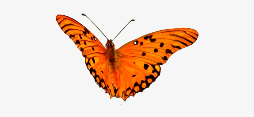 Clip Art Free Animal Clip Art Flying Pink Bird Png - Orange Butterfly Flying Clipart, transparent png